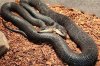Missouri holding sixth birthday party for two-headed snake