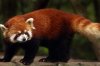 Red panda escapes from San Diego Zoo enclosure