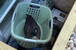 Trapped goose rescued from window well after two days