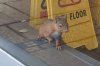 Red squirrel captured after shutting down Scottish bakery for days
