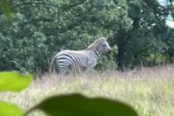 Owner searching for zebra on the loose in Missouri