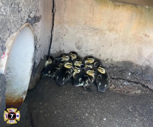 Firefighters rescue 11 ducklings from West Virginia storm drain