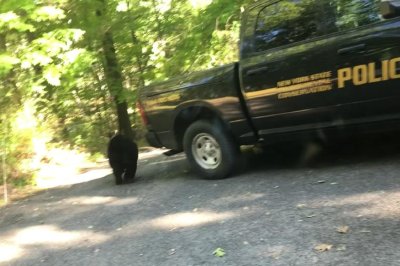 Watch:-Trapped-bear-released-from-SUV-in-New-York-town