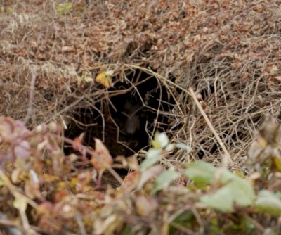 North Carolina woman surprised to find black bear den behind her house