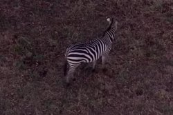 Escaped zebras returned to Maryland herd after more than 3 months loose