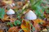 Use of hallucinogens like mushrooms, PCP doubles among young adults, study finds