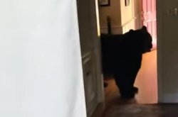 Black bear enters Connecticut home, raids snacks from kitchen
