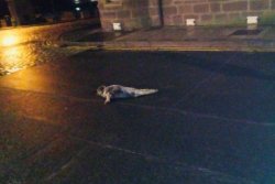 Young seal rescued after wandering into center of Scottish town