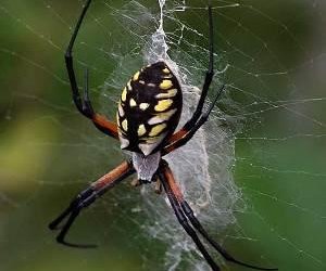 Image result for spider web armour