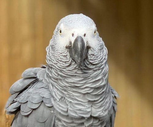 Profane parrots removed from zoo display for rude language