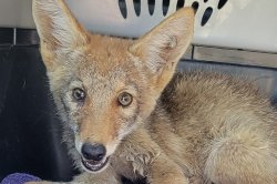 Lost coyote pup found visiting California family's dogs in kennel