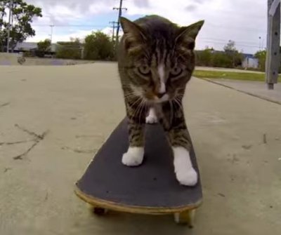 Watch: Didga the cat does skateboard tricks 