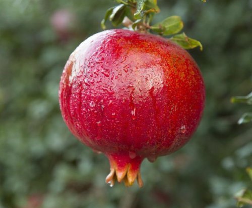 Juice company offers $1M for pitch to use 50,000 tons of pomegranate waste