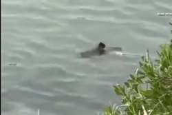 Mystery creature caught on camera in South Carolina waters