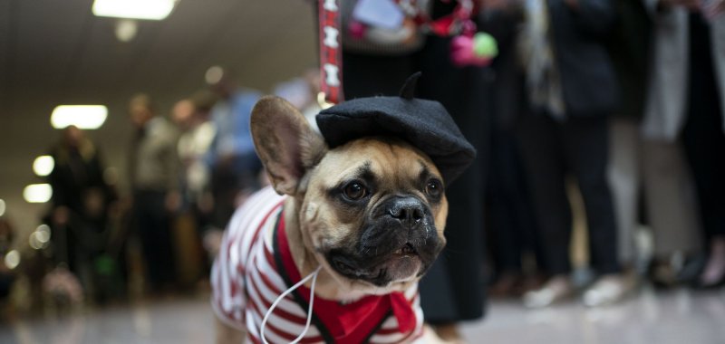 Halloween 'bipawtisan' dog parade draws crowd on Capitol Hill
