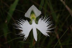 White egret orchid's frilly petals help stabilize pollination, study finds