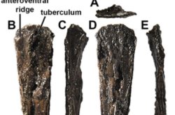 Pterosaur bones found three decades ago are Australia's oldest, researchers say