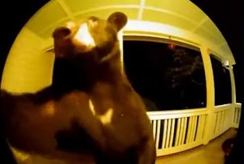 Watch: Bear rings doorbell at South Carolina home - UPI.com