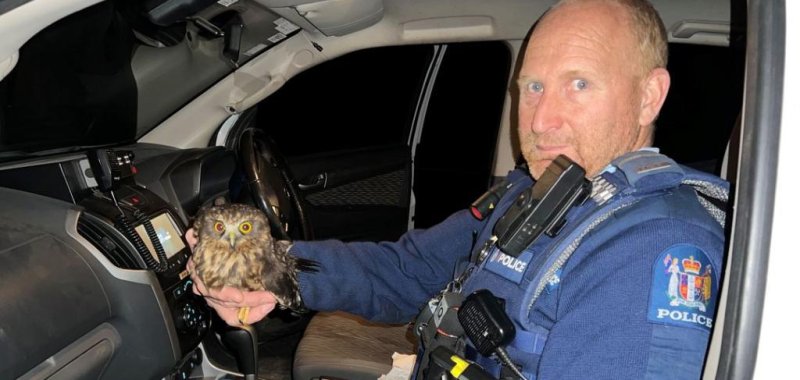 Look: Police give tiny owl a ride in New Zealand - UPI.com