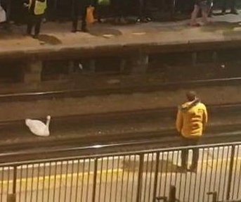 London Underground trains delayed by stubborn swan on the tracks