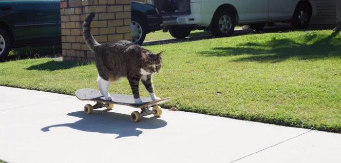 Watch: Didga the cat performs 20 tricks in under a minute for Guinness  record 