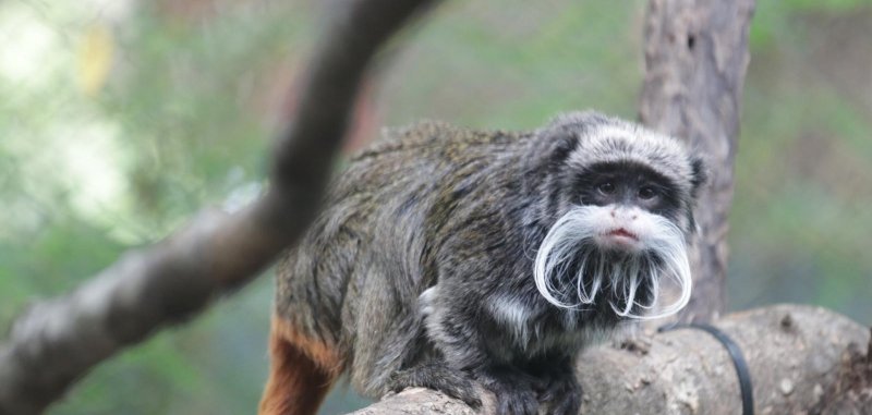 Two emperor tamarin moneys go missing from Dallas Zoo