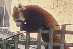 Red panda escapes British zoo, visits local grocery store