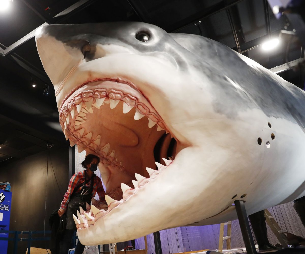 Megalodons were at very top of food chain, possibly cannibalistic, study  says 