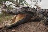 Low-flying helicopter puts Australian farm's crocodiles in the mood