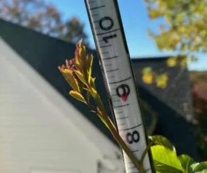 Connecticut couple's rose grows to 22 feet, 10 inches