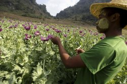 U.N. report: Myanmar opium farms booming under military junta