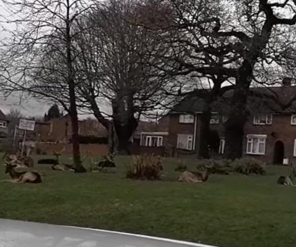 Deer invade London neighborhood during COVID-19 lockdown