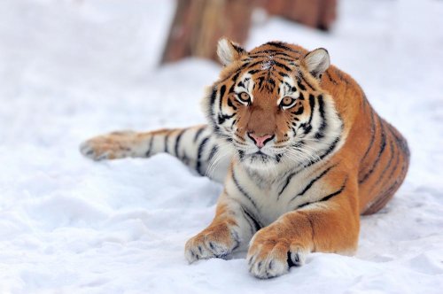 Russia to collect data on North Korea tigers 