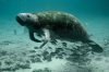 Four manatees flown from SeaWorld to Ohio zoo for treatment