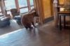 Bear visits front office at Colorado condo complex