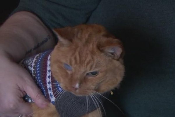 Watch: Oregon cat might be world&#39;s oldest at age 26 - UPI.com
