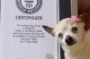 22-year-old South Carolina dog named world's oldest
