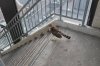 Stranded hawk rescued from parking garage stairwell