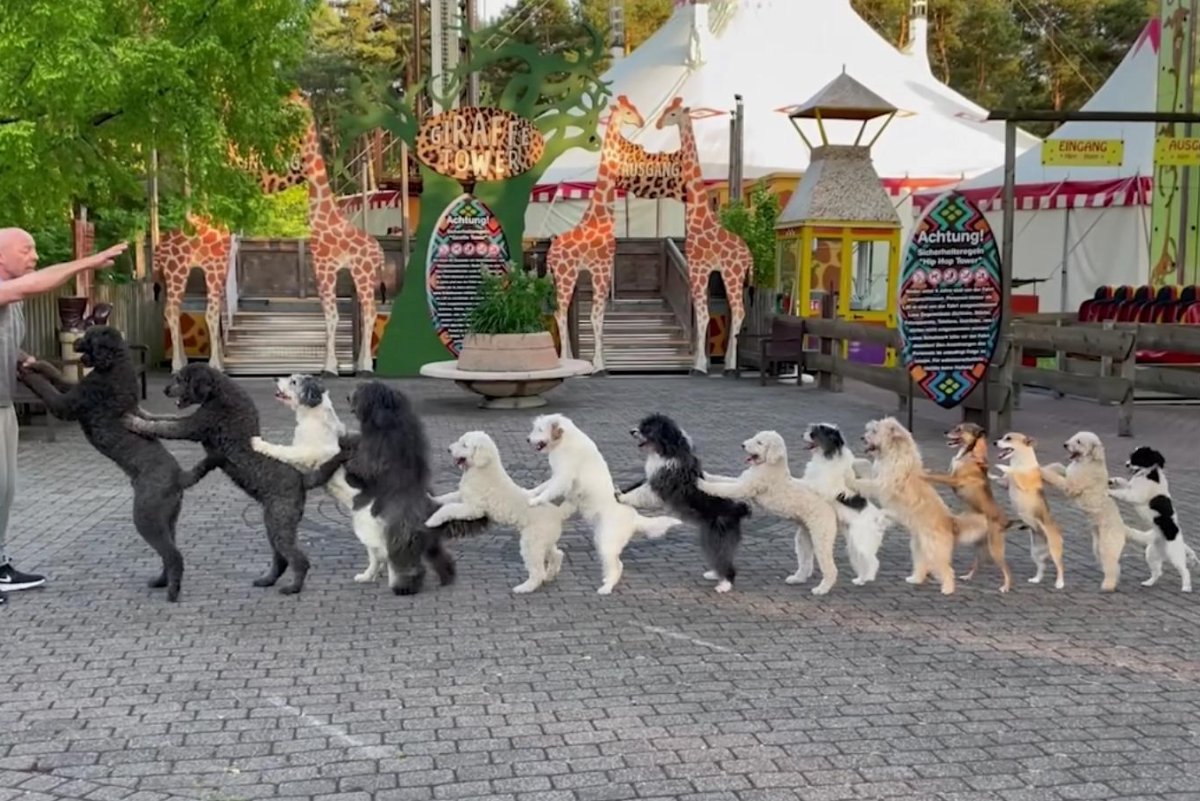 Watch: 14 dancing dogs form conga line for Guinness World Record - UPI.com