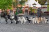 14 dancing dogs form conga line for Guinness World Record