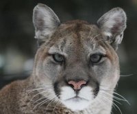 Second cougar sighting reported in Washington