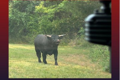 Police round up loose bull in New Jersey township