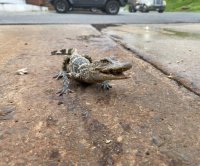 Small alligator found at Pennsylvania wastewater treatment plant