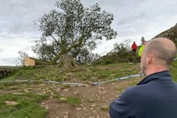 Teen in custody after U.K.'s world-famous 'Sycamore Gap tree' chopped down