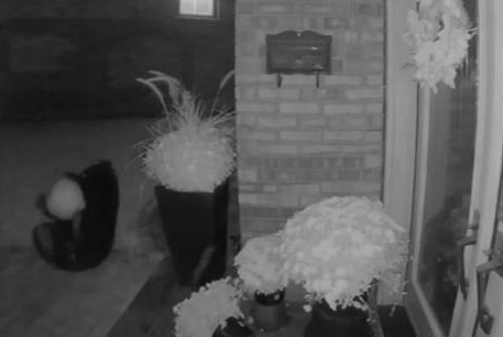 Watch: Bear struggles to steal large pumpkin from Ontario porch - UPI.com