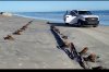 Large and mysterious object unearthed on Florida beach