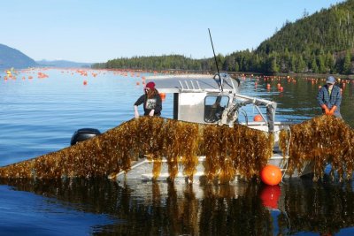 NOAA effort could help Alaska expand its marine aquaculture industry