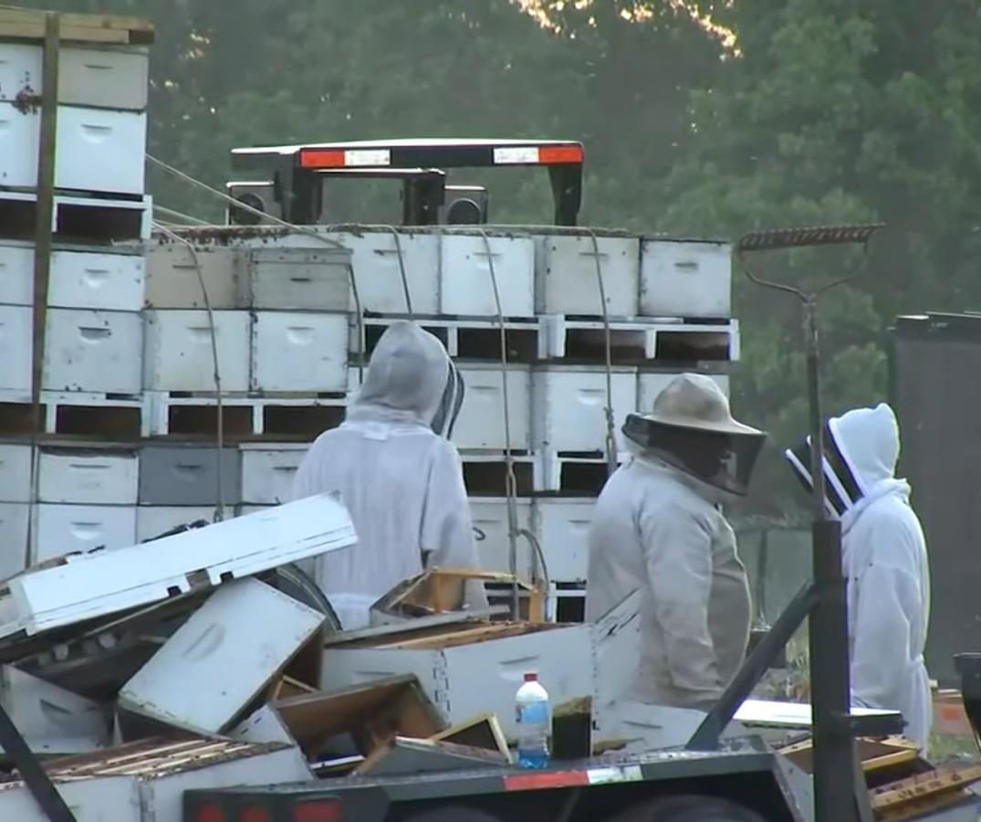 Semi crash releases 1 million bees onto Florida highway - UPI.com