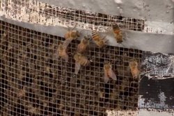 15,000 bees removed from equipment at New Orleans airport