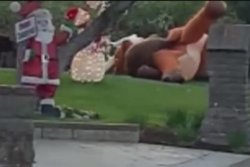 Bear cub attacks inflatable reindeer in California yard
